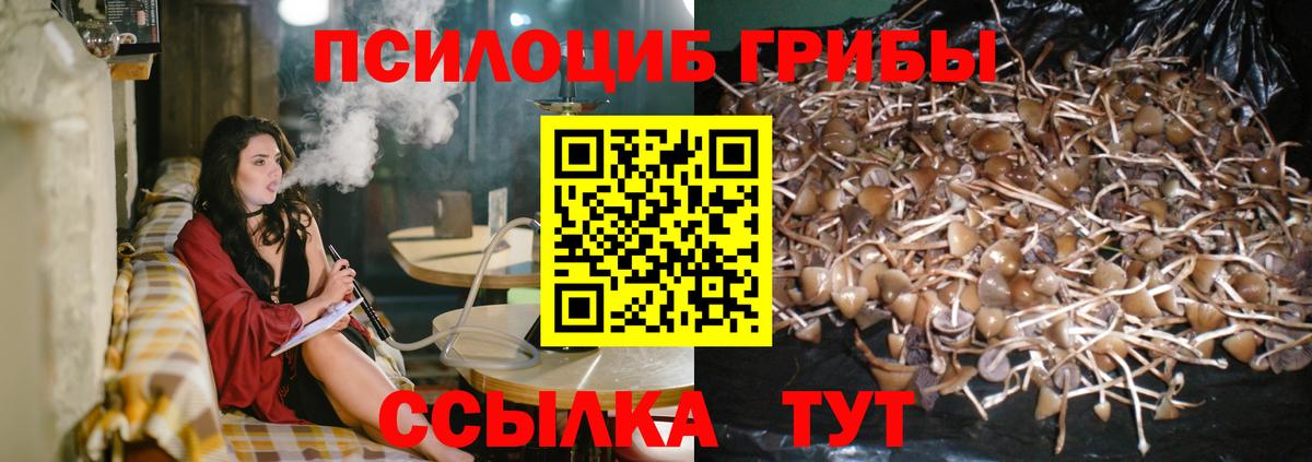 Псилоцибиновые грибы Cubensis Киржач